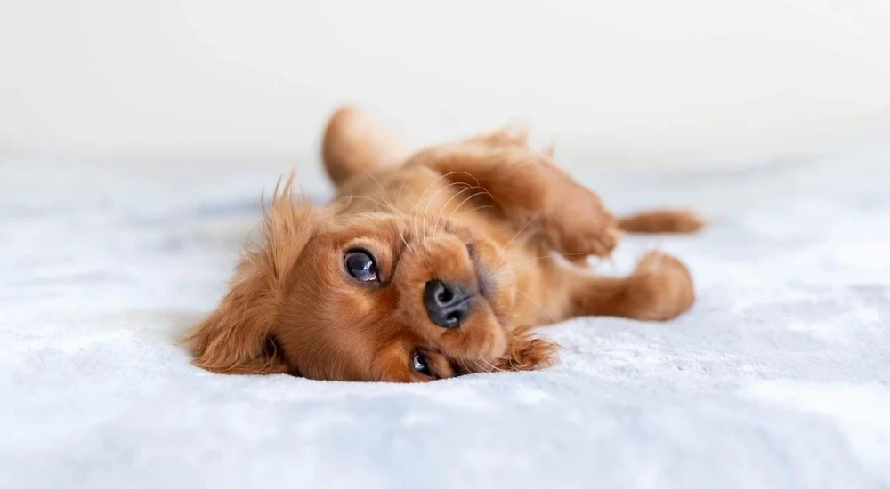 cute dogs