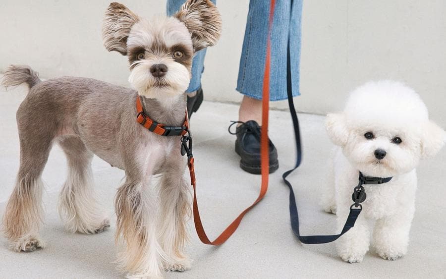 cool dogs